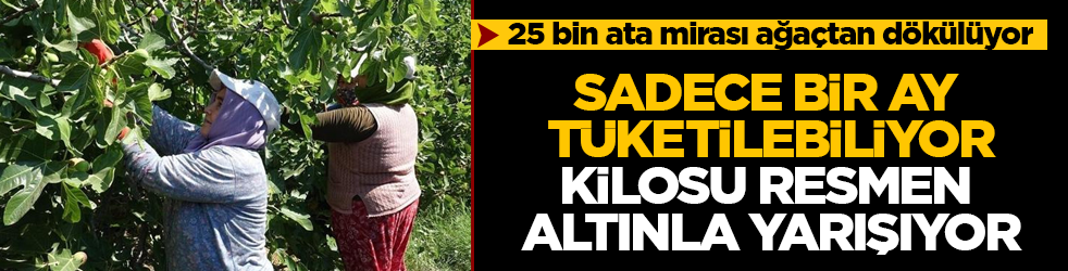 25 bin ata mirası ağaçtan dökülüyor: Sadece bir ay tüketilebiliyor, kilosu resmen altınla yarışıyor