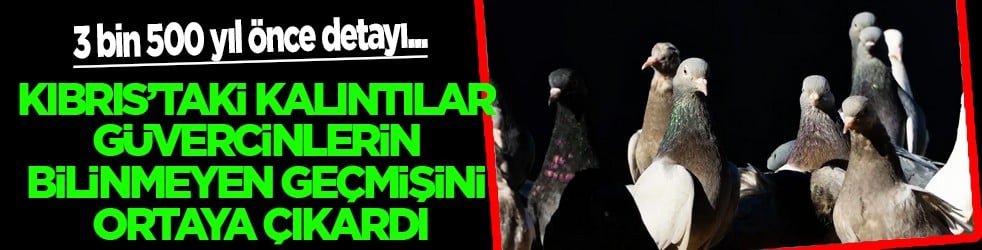 3 bin 500 yıl önce: Kıbrıs’taki kalıntılar güvercinlerin bilinmeyen geçmişini ortaya çıkardı