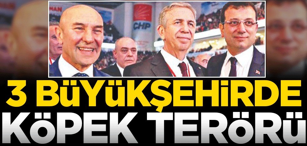 3 büyükşehirde köpek terörü