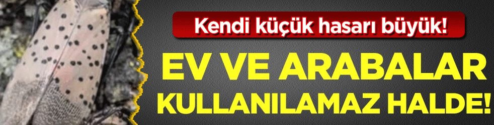 3 komşuyu canından bezdirdi! Kendi küçük hasarı büyük!