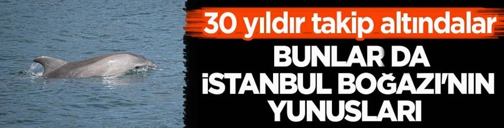 30 yıldır takip altındalar! Bunlar da İstanbul Boğazı'nın yunusları 