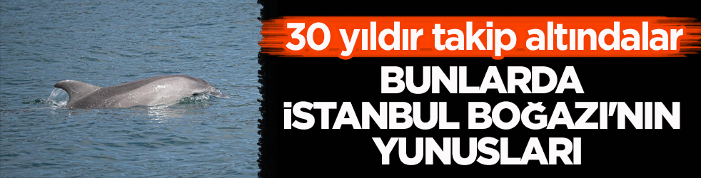 30 yıldır takip altındalar! Bunlarda İstanbul Boğazı'nın yunusları 