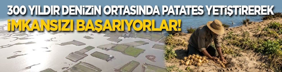 300 yıldır denizin ortasında patates yetiştirerek imkansızı başarıyorlar 