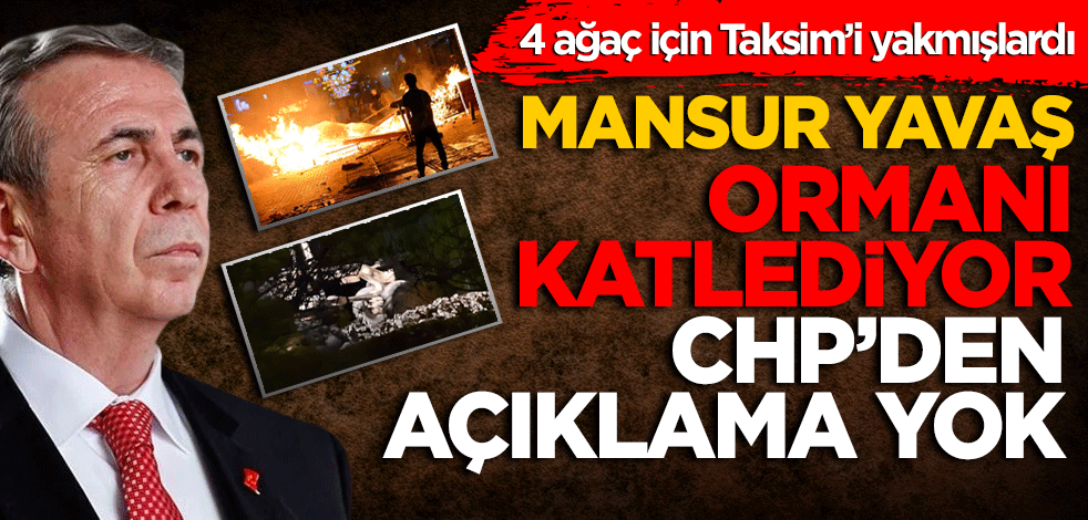 4 ağaç için Taksim’i yakmışlardı Mansur Yavaş ormanı katlediyor CHP’den açıklama yok