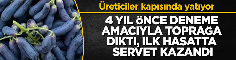 4 yıl önce deneme amacıyla toprağa dikti, ilk hasatta servet kazandı: Üreticiler kapısında yatıyor