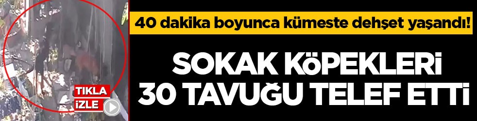 40 dakika boyunca kümeste dehşet yaşandı! Sokak köpekleri 30 tavuğu telef etti