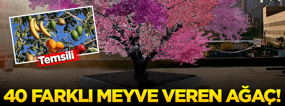 40 farklı meyve veren ağaç!