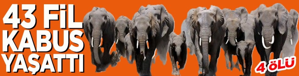 43 fil kabus yaşattı 4 ölü