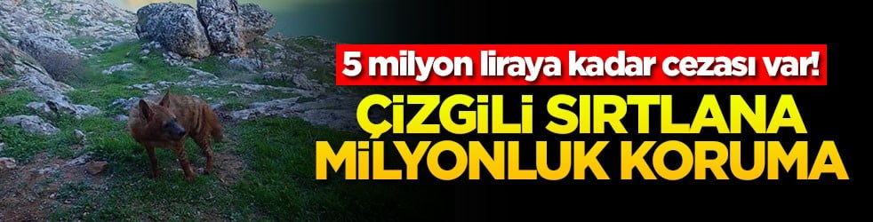 5 milyon liraya kadar cezası var! Çizgili sırtlana milyonluk koruma