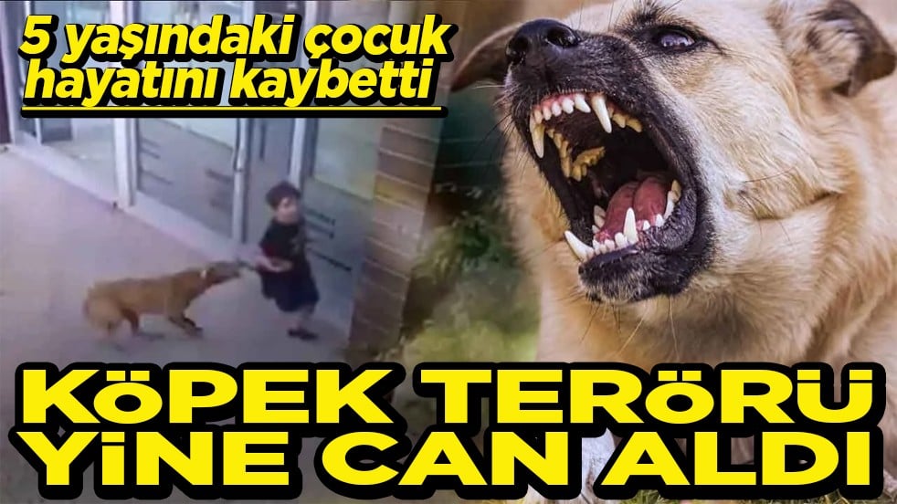 5 yaşındaki çocuk hayatını kaybetti Köpek terörü yine can aldı