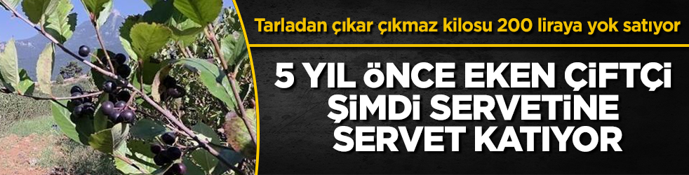 5 yıl önce eken çiftçi şimdi servetine servet katıyor! Tarladan çıkar çıkmaz kilosu 200 liraya yok satıyor