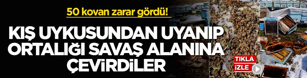 50 kovan zarar gördü! Kış uykusundan uyanıp ortalığı savaş alanına çevirdiler