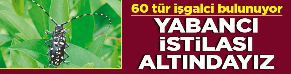 60 tür işgalci bulunuyor Yabancı istilası altındayız