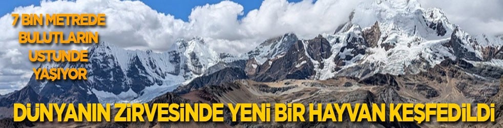 7 bin metrede bulutların üstünde yaşıyor: Dünyanın zirvesinde yeni bir hayvan keşfedildi