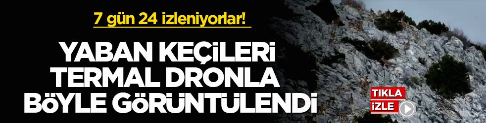 7 gün 24 izleniyorlar! Muğla’da yaban keçileri termal dronla böyle görüntülendi