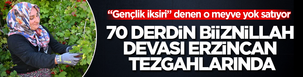 70 derdin biiznillah devası Erzincan tezgahlarında! "Gençlik iksiri" denen o meyve yok satıyor