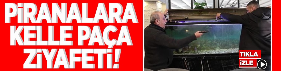 8 adet pirana balığı 12 yıldır kelle paçayla besleniyor