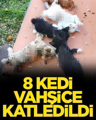 8 kedi vahşice katledildi