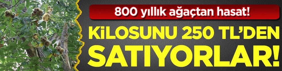 800 yıllık ağaçtan topluyorlar: Kilosunu 250 liradan satıyorlar!