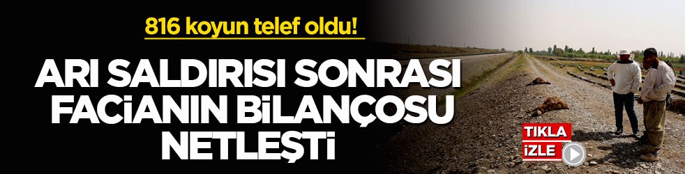816 koyun telef oldu! Arı saldırısı sonrası facianın bilançosu netleşti