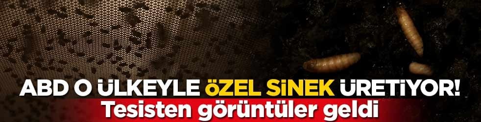 ABD o ülkeyle özel sinek üretiyor! Sebebine bakın