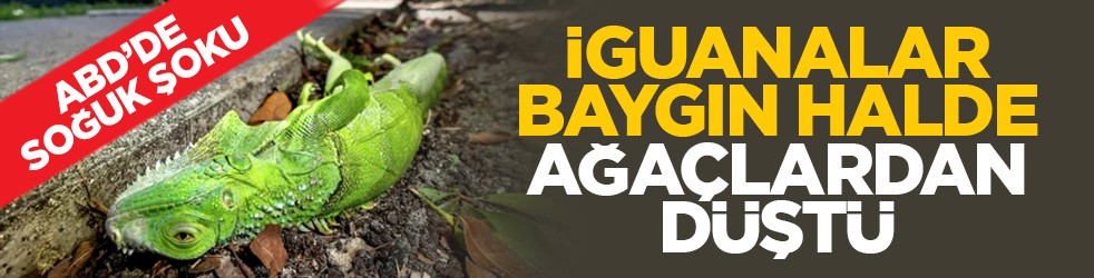ABD’de soğuk şoku: İguanalar baygın halde ağaçlardan düştü