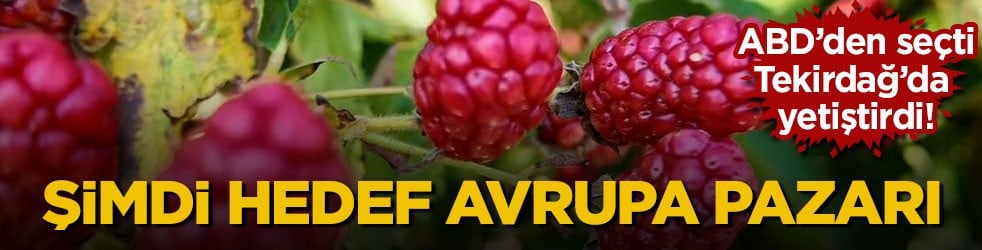 ABD’den seçti, Tekirdağ’da yetiştirdi! Şimdi hedef Avrupa pazarı