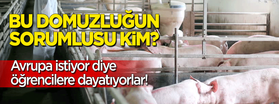 AB’den Türkiye’ye 'domuz' dayatması!