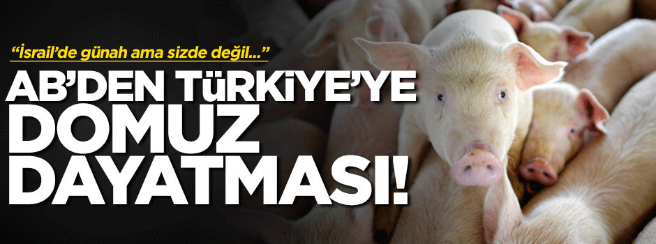 AB’ye uyum için üniversitede domuz yetiştirilmeye başlandı!