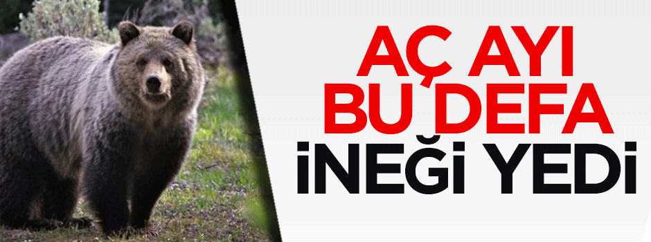 Aç ayı bu defa ineği yedi