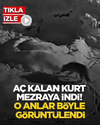 Aç kalan kurt mezraya indi! O anlar böyle görüntülendi