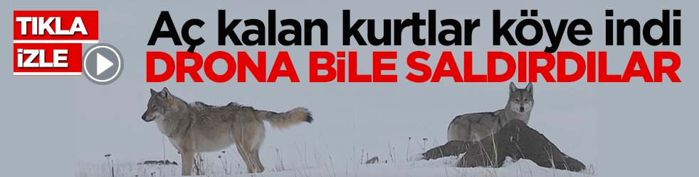 Aç kalan kurtlar köye indi! Drona bile saldırdılar