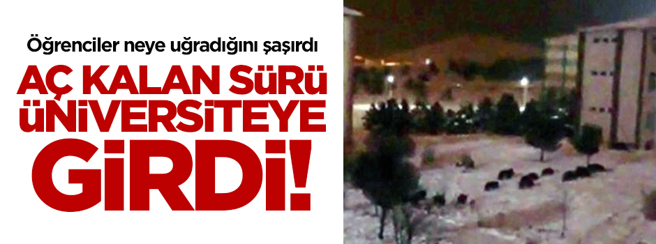 Aç kalan sürü üniversiteye girdi