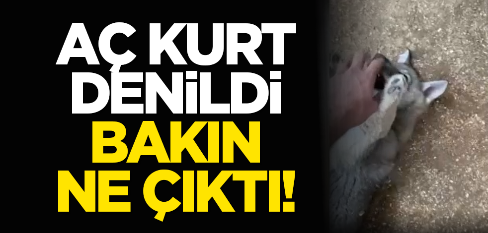 Aç kurt denildi, bakın ne çıktı!