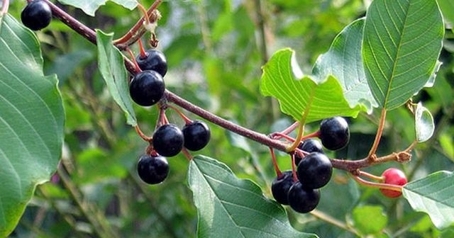 Acı çehre otu nedir? Acı çehre otu zayıflatır mı?