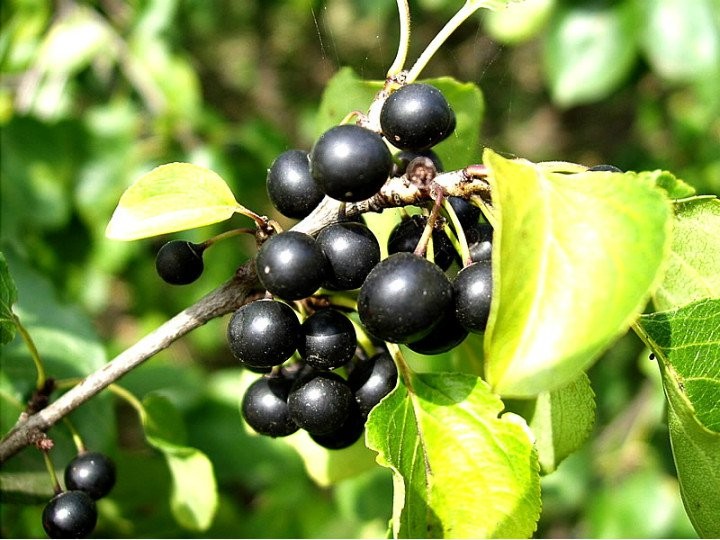 Acı çehre otu nedir? Ne işe yarar? | Faydaları saymakla bitmiyor