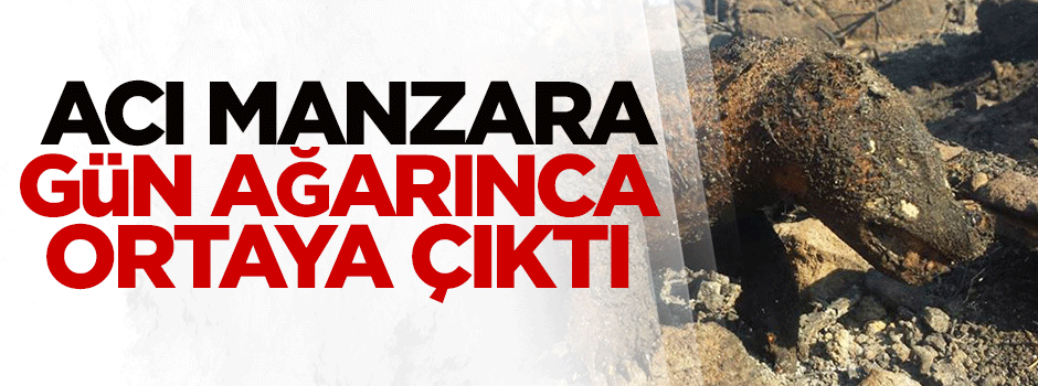 Acı manzara gün ağarınca ortaya çıktı