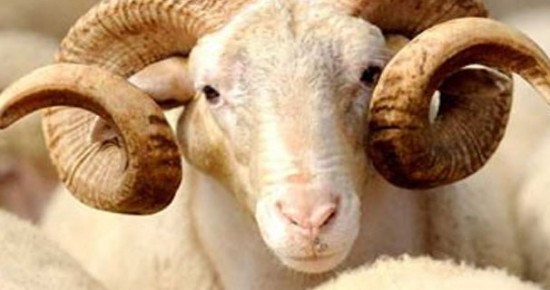 Adak kurbanın etinden kimler yemez?