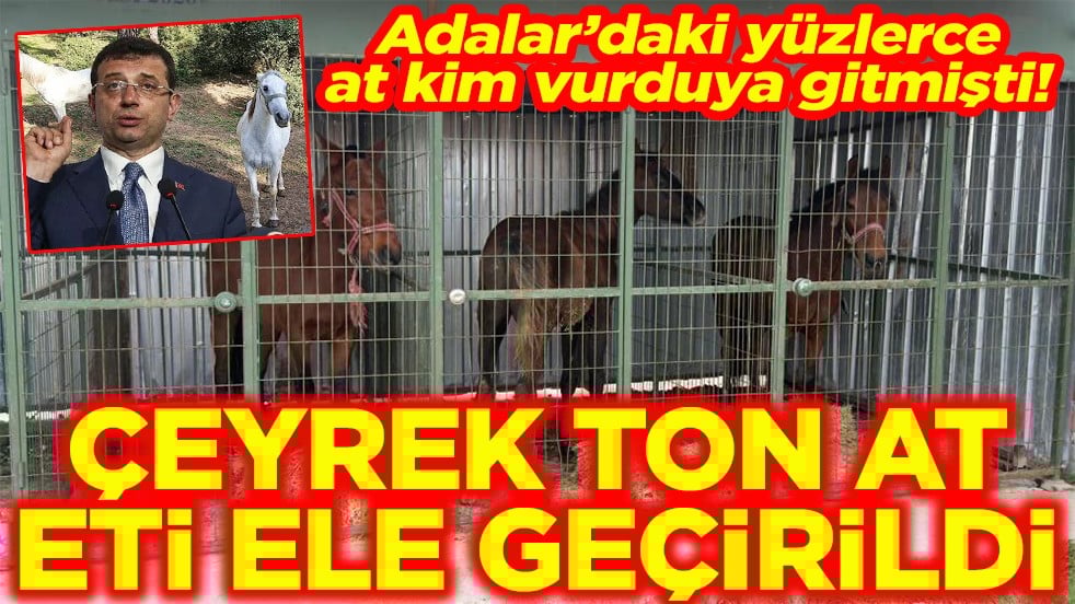 Adalar’daki yüzlerce at kim vurduya gitmişti Çeyrek ton at eti ele geçirildi
