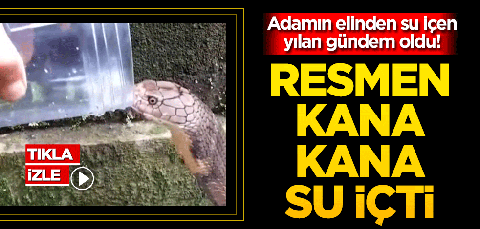 Adamın elinden su içen yılan gündem oldu! Resmen kana kana su içti