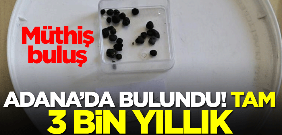 Adana'da 3 bin yıllık yeni tohum bulundu! Müthiş buluş