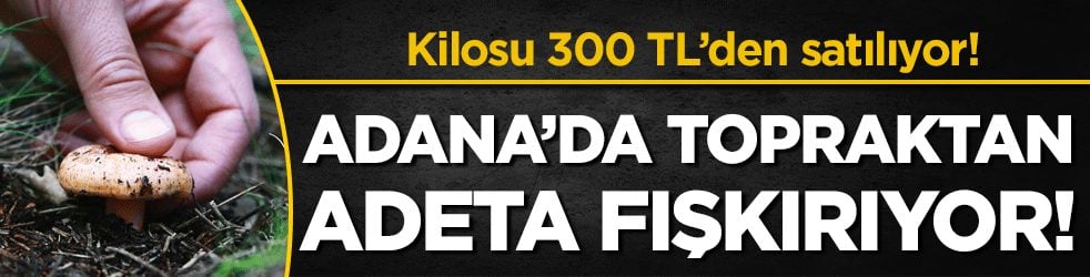 Adana'da topraktan adeta fışkırıyor: Kilosu 300 TL'den satılıyor!