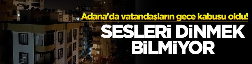 Adana'da vatandaşların gece kabusu oldu! Sesleri dinmek bilmiyor