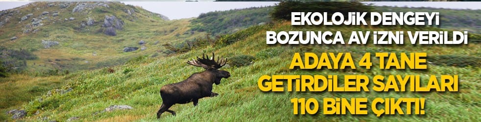 Adaya 4 tane getirdiler sayıları 110 bine çıktı! Ekolojik denge bozulunca av izni çıktı