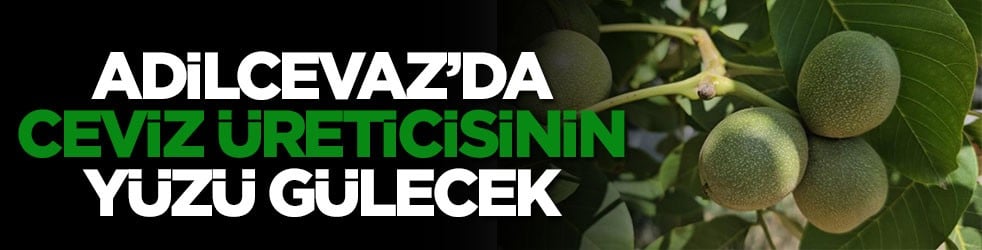 Adilcevaz’da ceviz üreticisinin yüzü gülecek