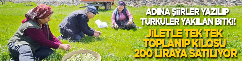 Adına şiirler yazılıp, türküler yakılan bitki! Jiletle tek tek toplanıp kilosu 200 liraya satılıyor