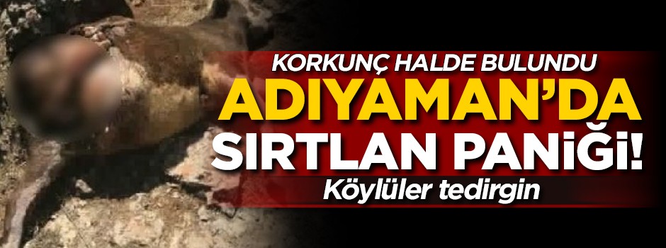 Adıyaman'da Sırtlan paniği! Korkunç halde bulundu