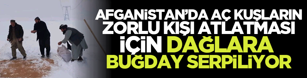 Afganistan’da aç kuşların zorlu kışı atlatması için dağlara buğday serpiliyor