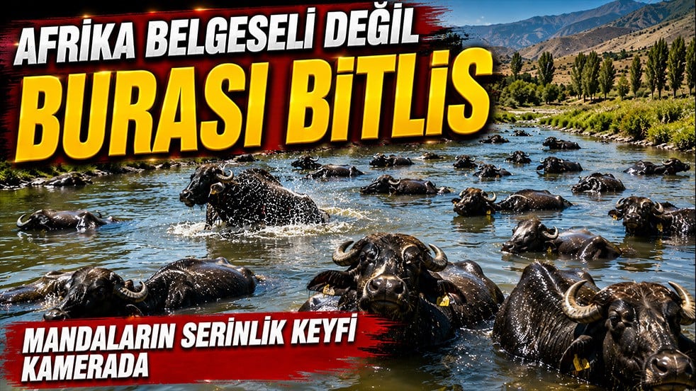 Afrika değil burası Bitlis! Sıcaktan bunalan mandaların su keyfi görüntülendi