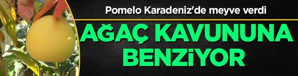 Ağaç kavununa benzeyen pomelo nedir? Karadeniz'de yetişen meyve faydalarıyla şaşırtıyor